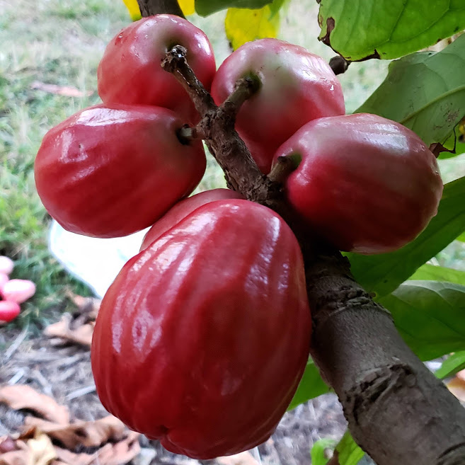 Fruit Variety Picture